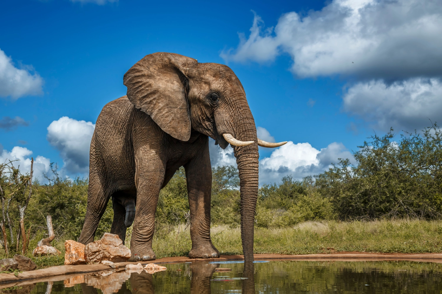 Kruger Nationalpark