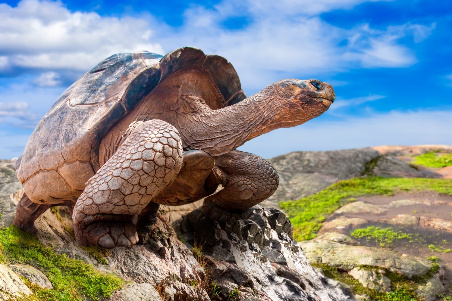 Galapagos Schildkröte