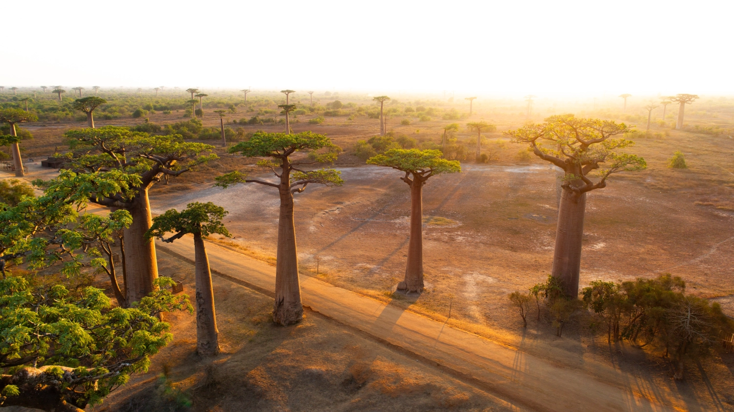 Baobab Madagascar