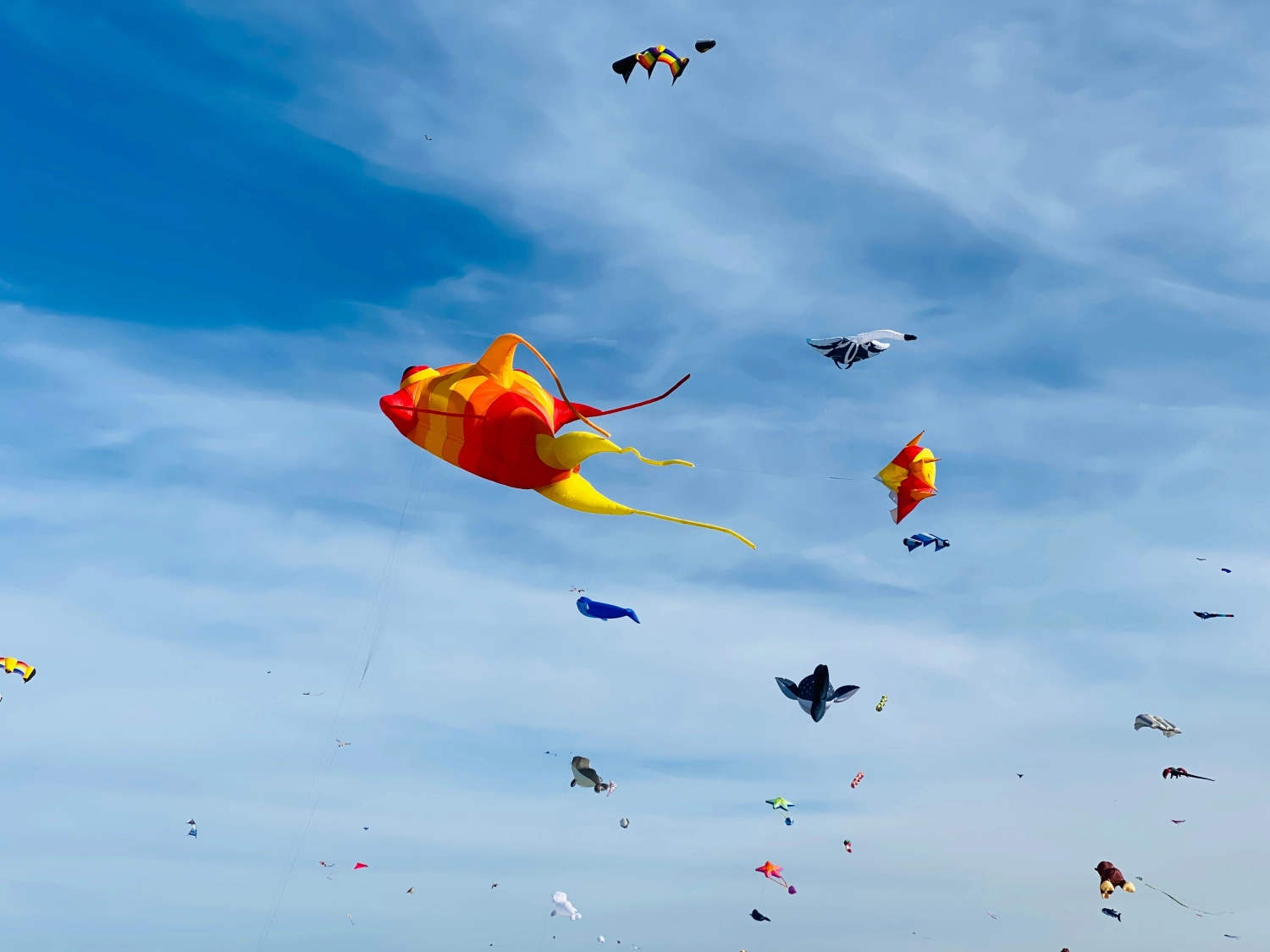 Kites, Shutterstock