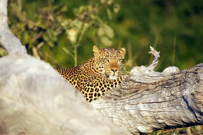 Safari in Sambia Gepard